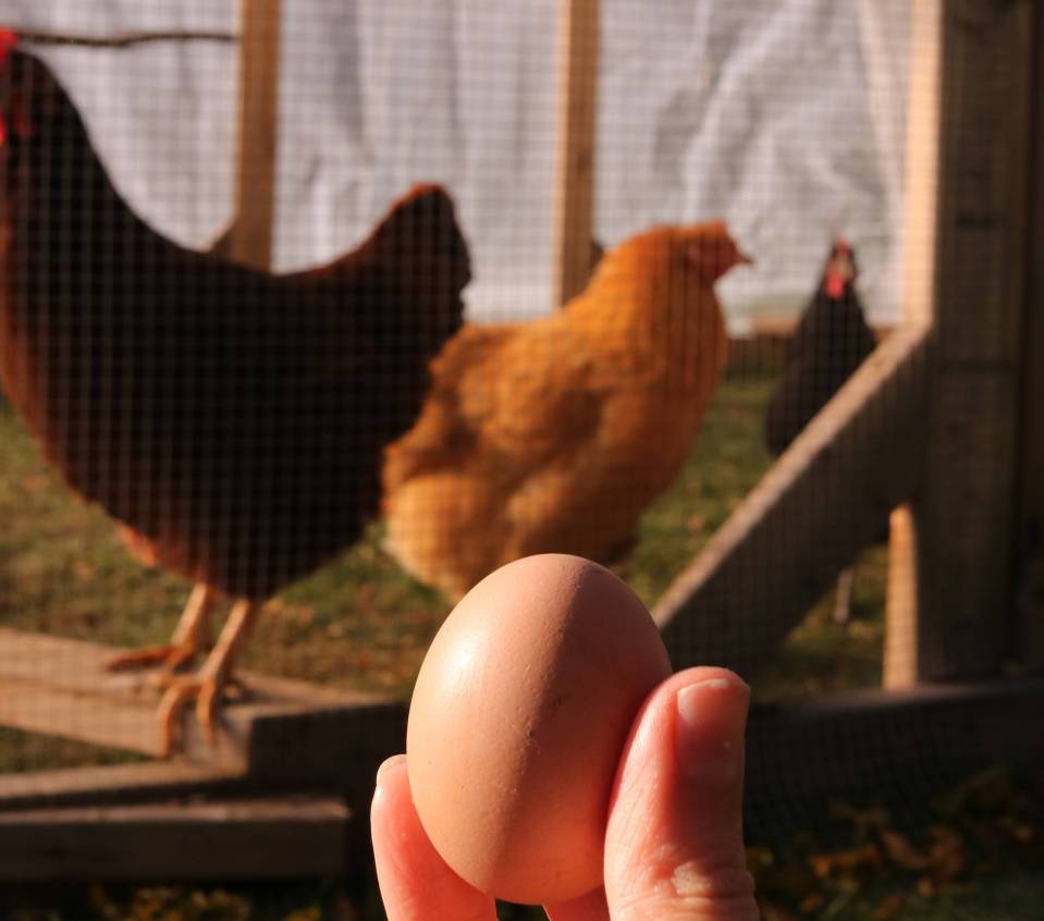 tan egg with hens in the background